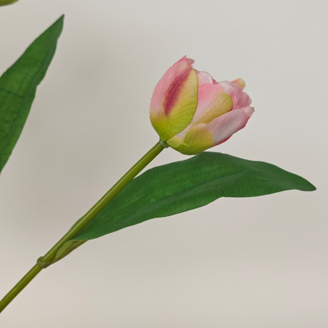 Tulip x 7 (42cm) | Short Flowers