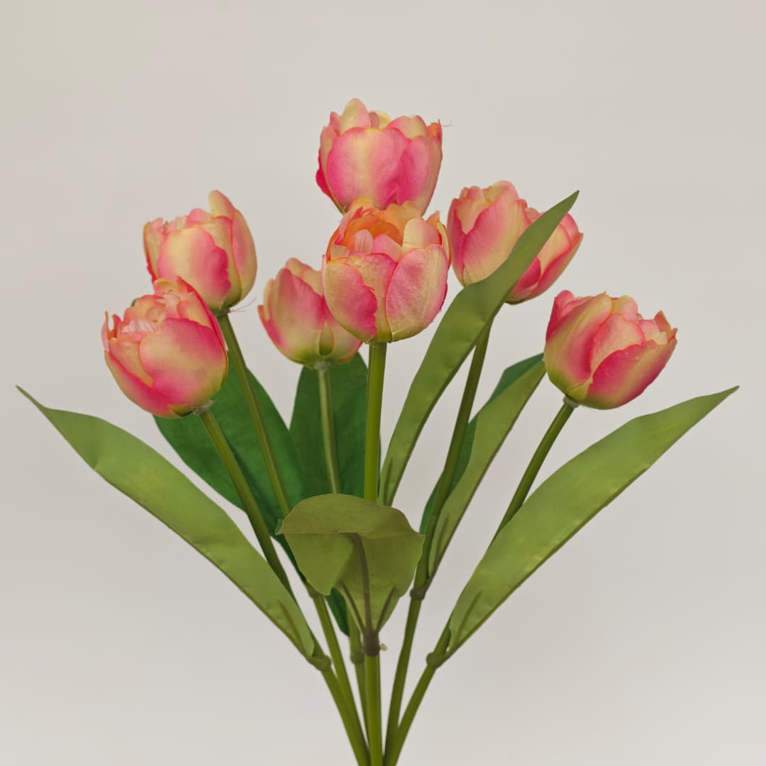 Tulip x 7 (42cm) | Short Flowers