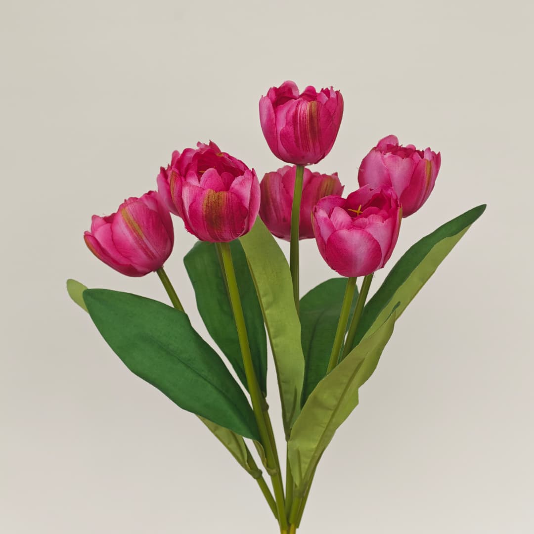 Tulip x 7 (42cm) | Short Flowers