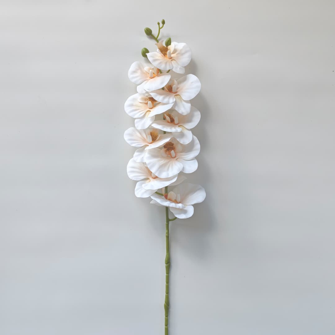 French Orchid x 9 (88cm) 法式蝴姬花 | Tall Flowers