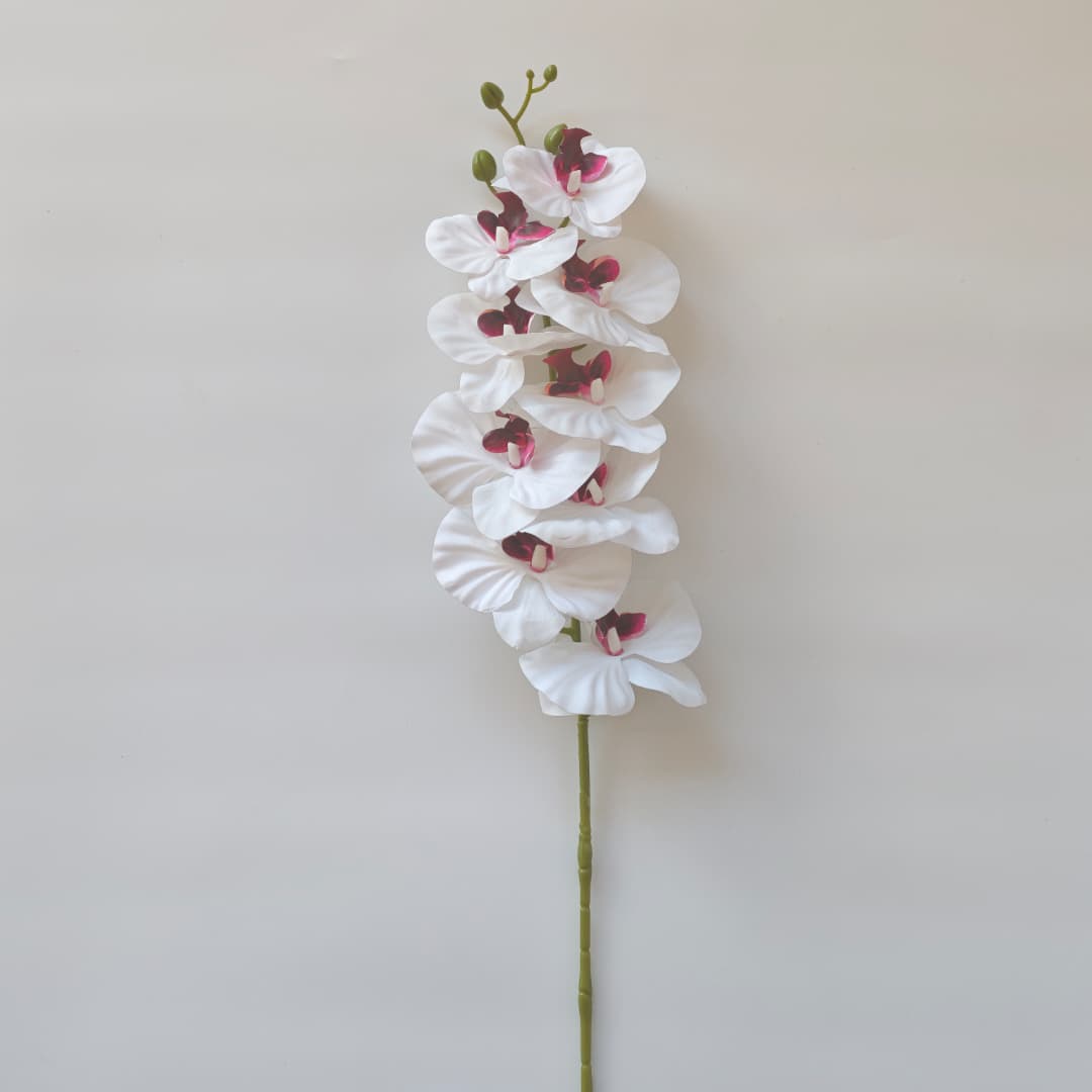 French Orchid x 9 (88cm) 法式蝴姬花 | Tall Flowers