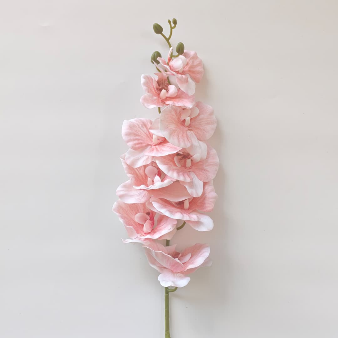 French Orchid x 9 (88cm) 法式蝴姬花 | Tall Flowers