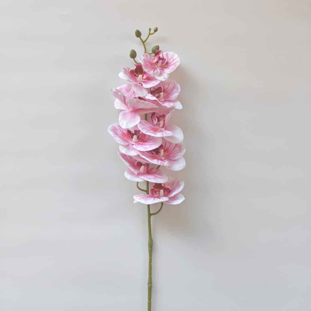 French Orchid x 9 (88cm) 法式蝴姬花 | Tall Flowers