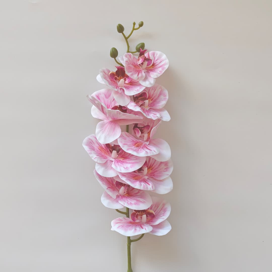 French Orchid x 9 (88cm) 法式蝴姬花 | Tall Flowers
