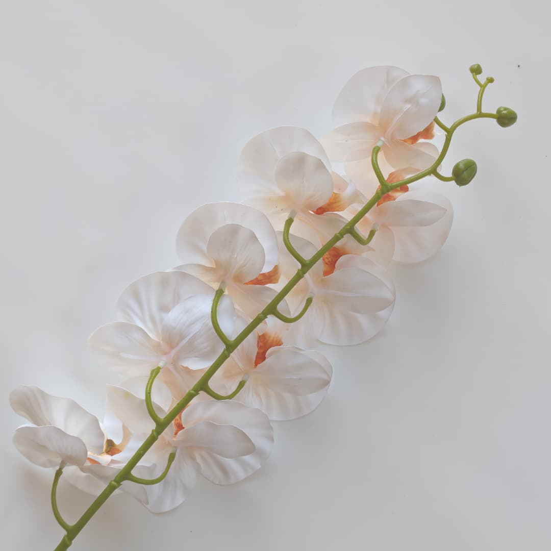 French Orchid x 9 (88cm) 法式蝴姬花 | Tall Flowers