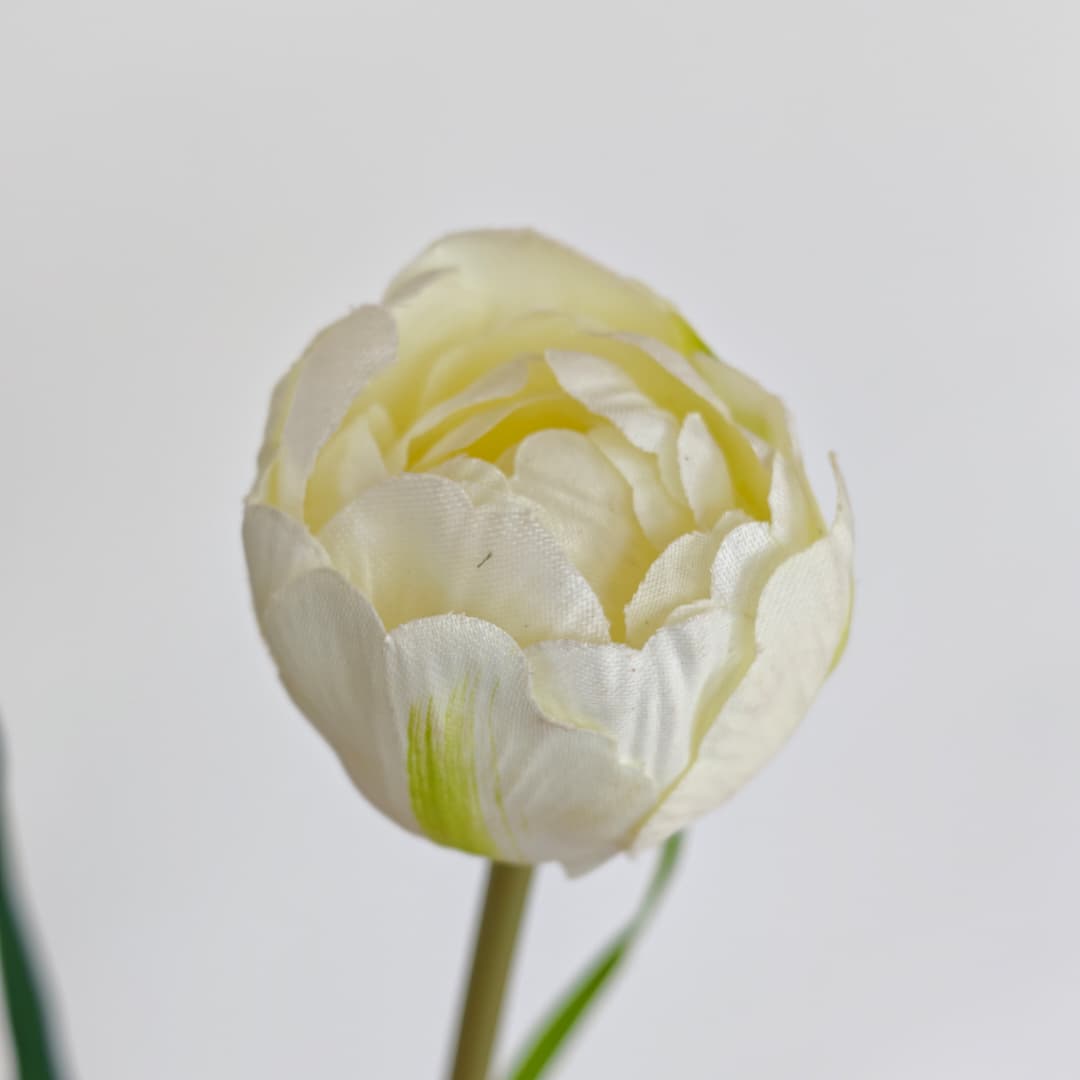 3 Heads Tulip | Short Flowers
