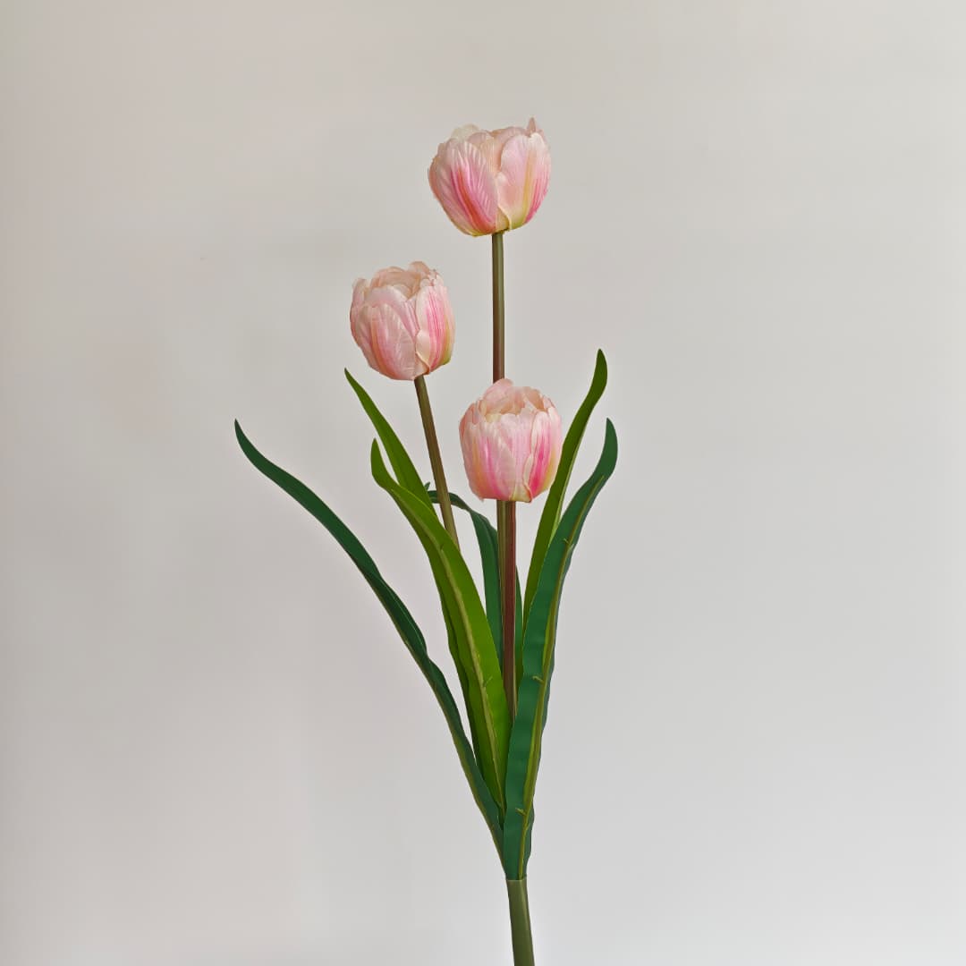 3 Heads Tulip | Short Flowers