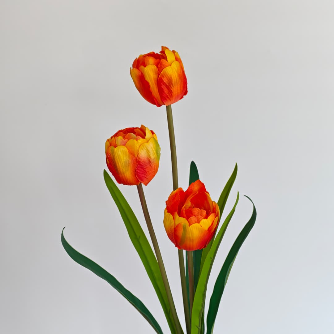 3 Heads Tulip | Short Flowers