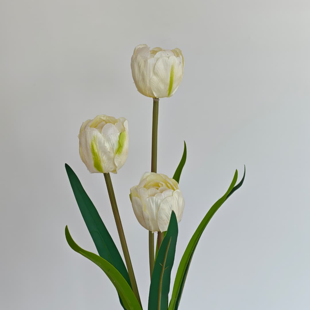 3 Heads Tulip | Short Flowers