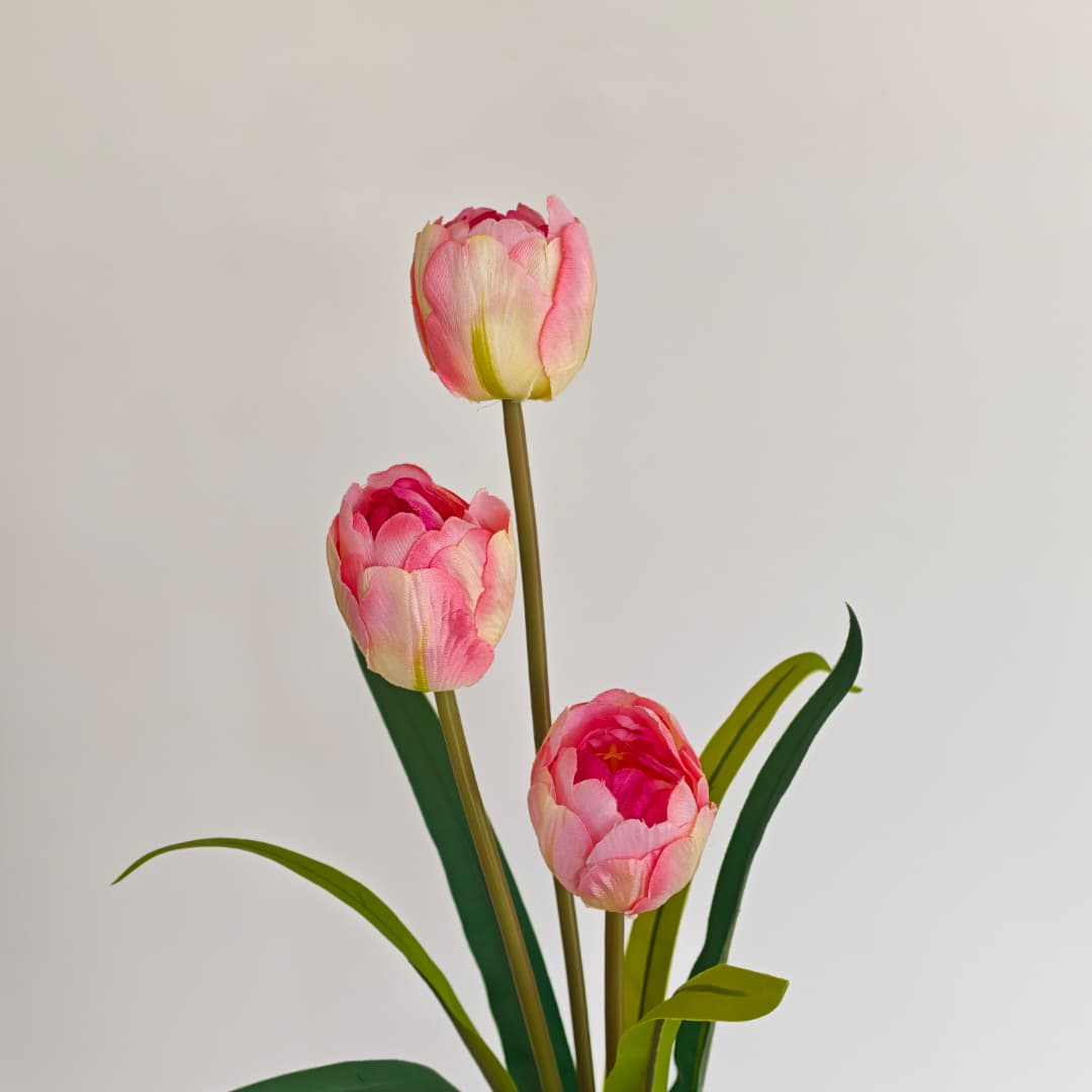 3 Heads Tulip | Short Flowers