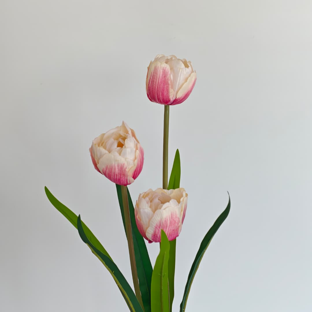 3 Heads Tulip | Short Flowers