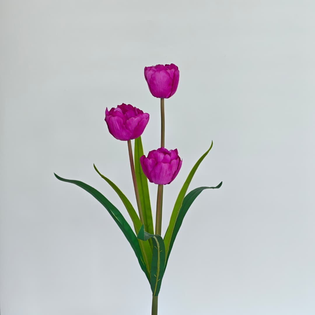 3 Heads Tulip | Short Flowers