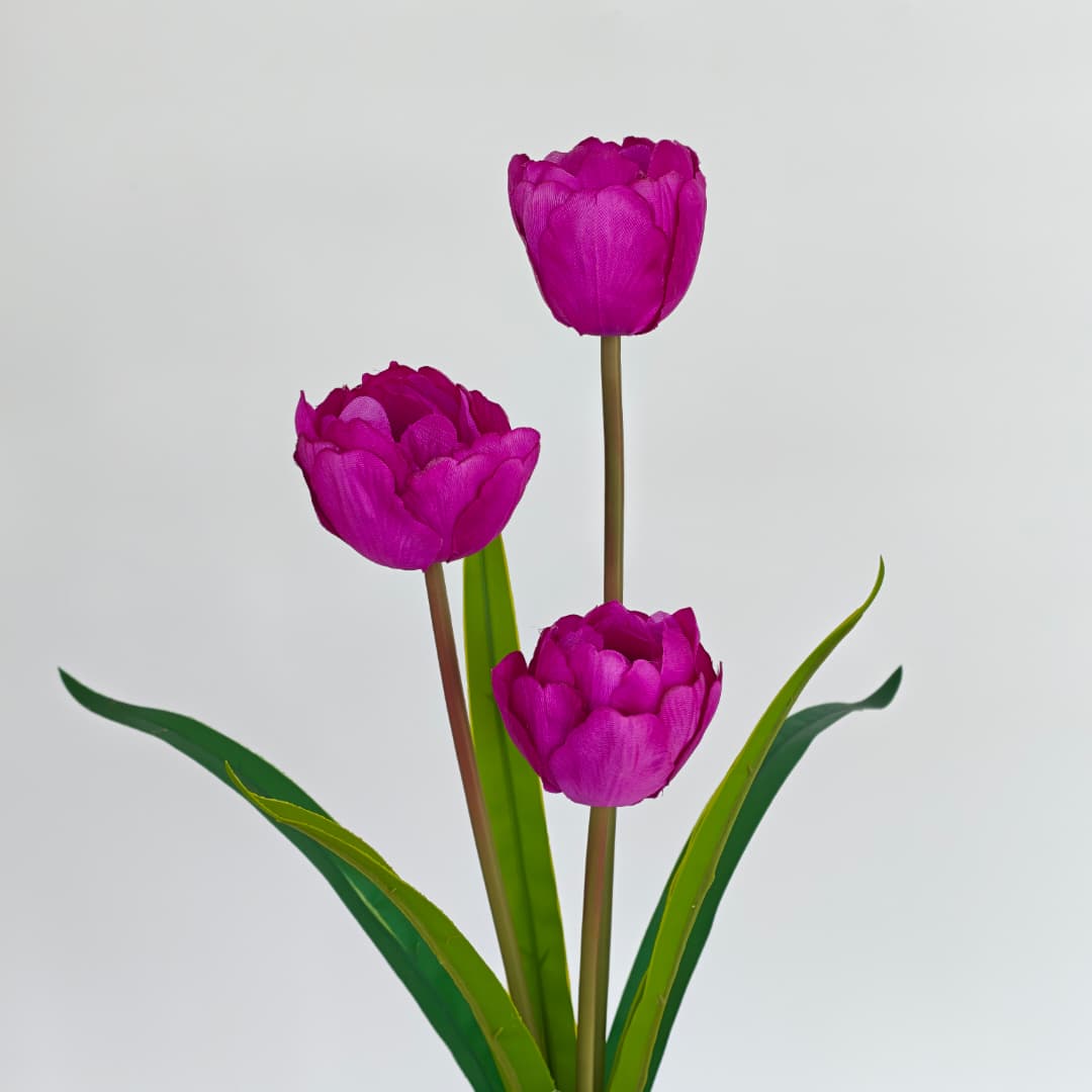 3 Heads Tulip | Short Flowers