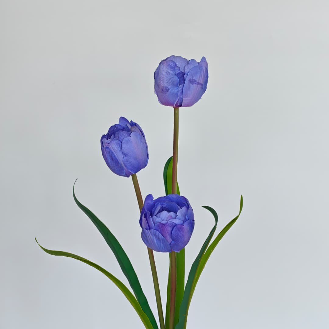 3 Heads Tulip | Short Flowers
