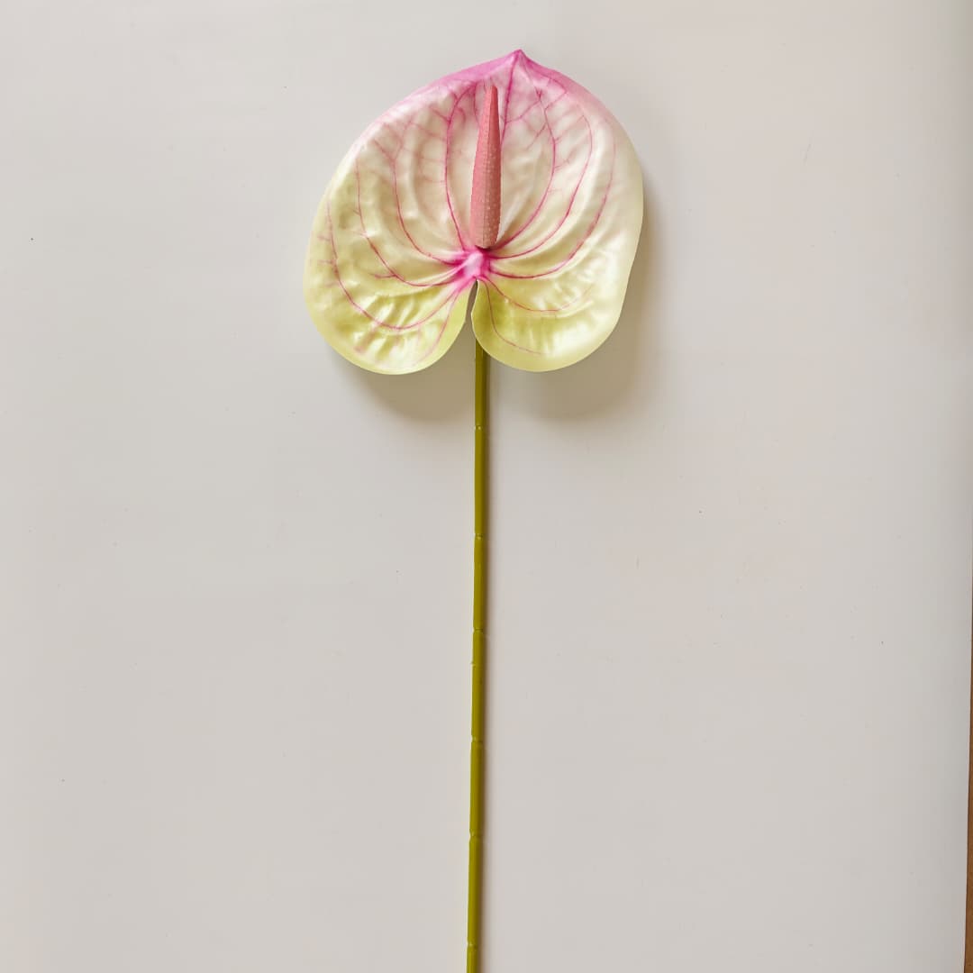 Anthurium (60cm) 火鹤花  | Short Flowers