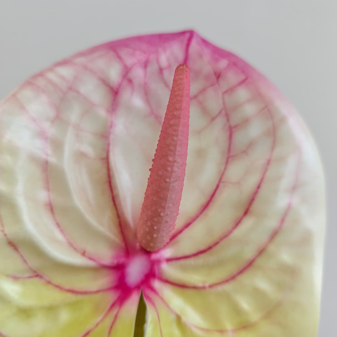 Anthurium (60cm) 火鹤花  | Short Flowers