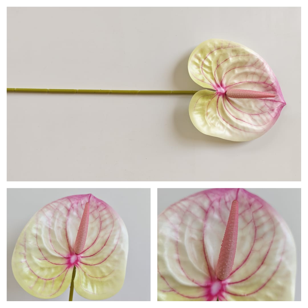 Anthurium (60cm) 火鹤花  | Short Flowers