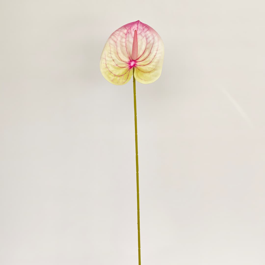 Anthurium (60cm) 火鹤花  | Short Flowers