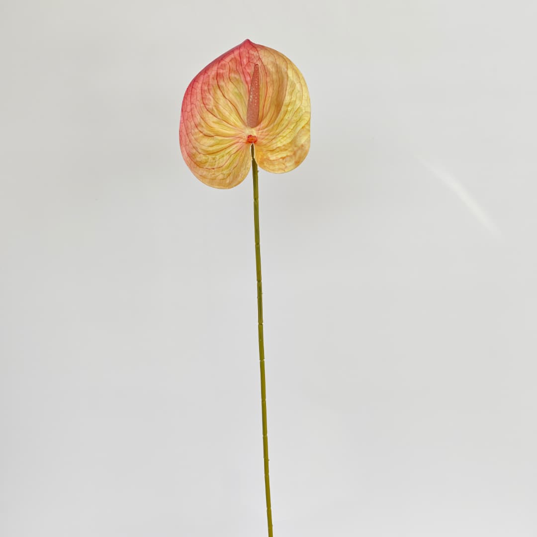 Anthurium (60cm) 火鹤花  | Short Flowers
