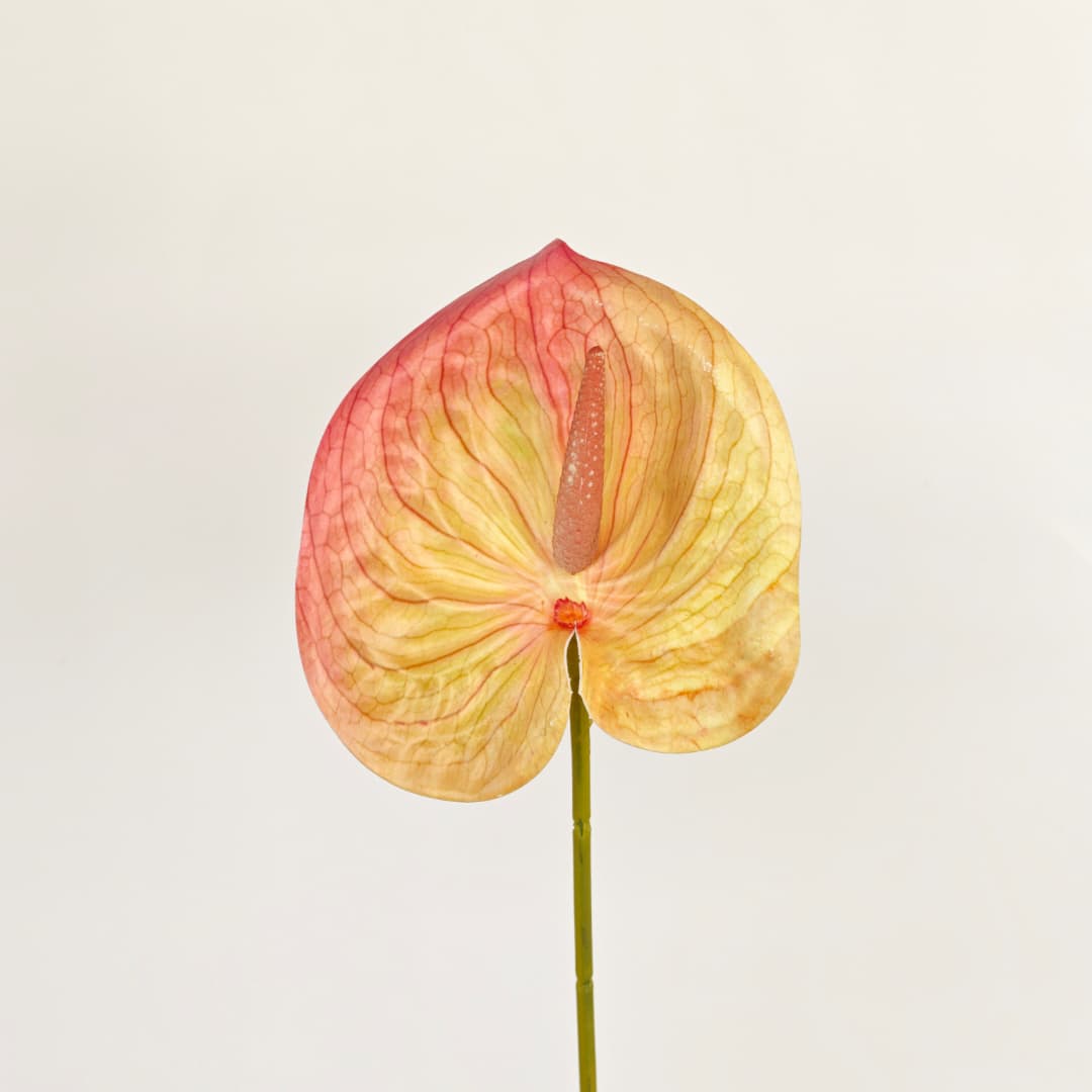 Anthurium (60cm) 火鹤花  | Short Flowers