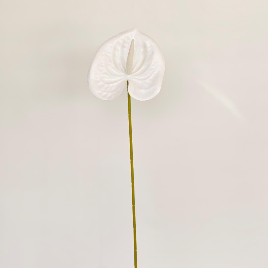Anthurium (60cm) 火鹤花  | Short Flowers
