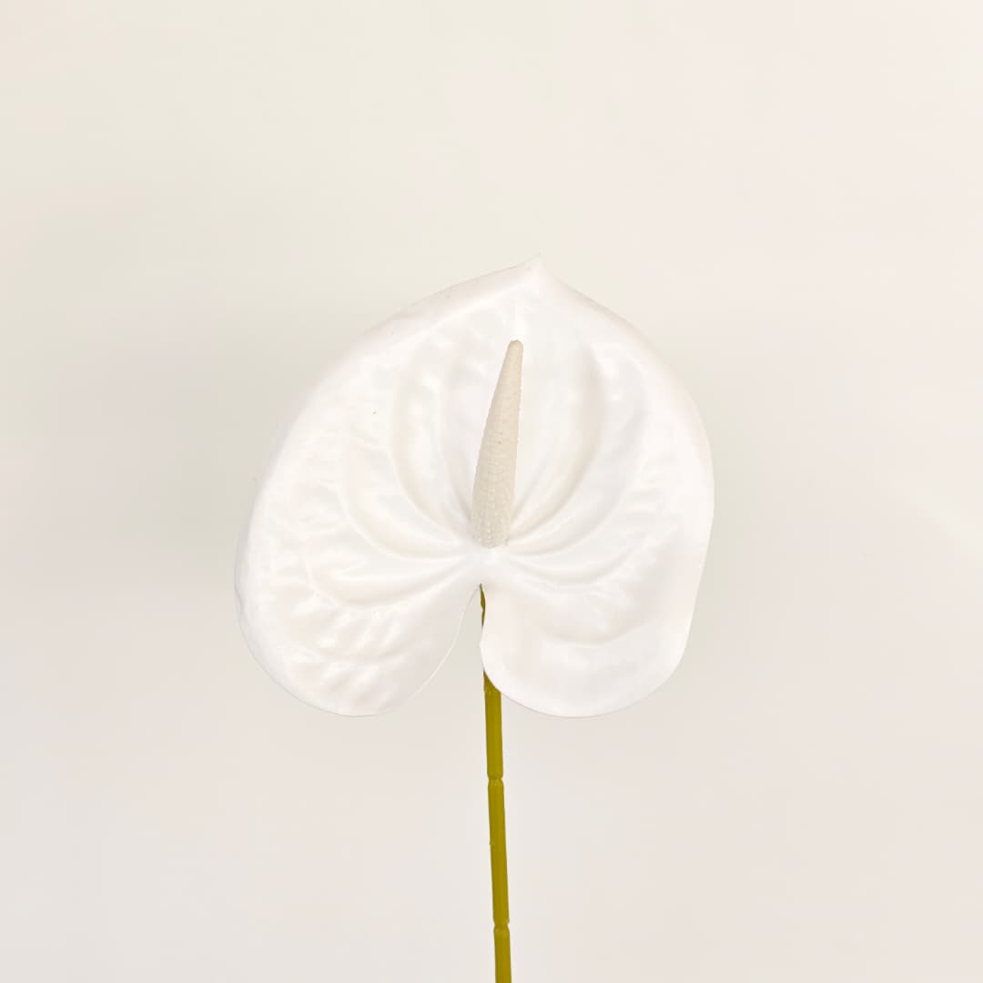 Anthurium (60cm) 火鹤花  | Short Flowers