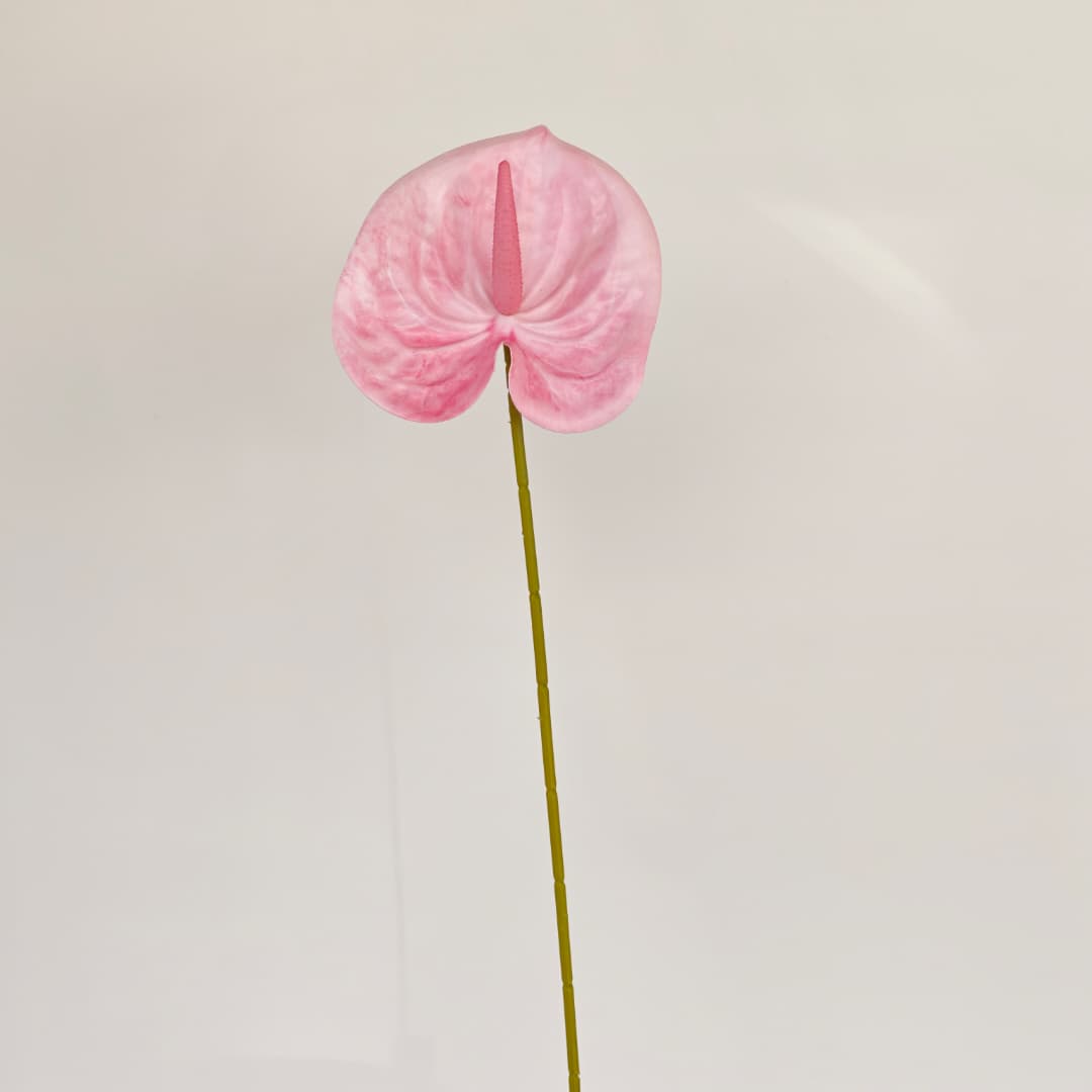 Anthurium (60cm) 火鹤花  | Short Flowers