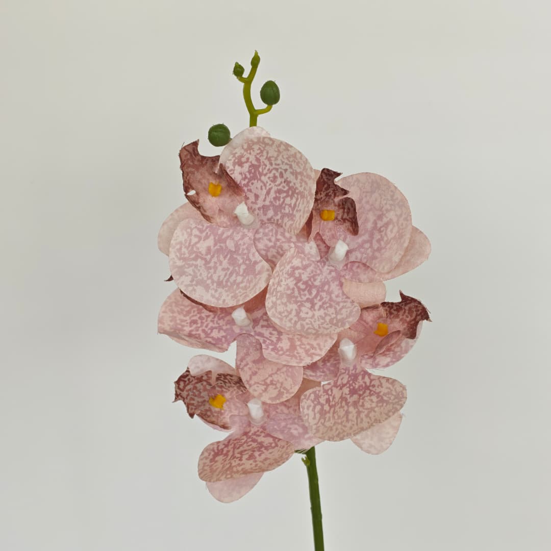Orchid x 5 (56cm) | Short Flowers