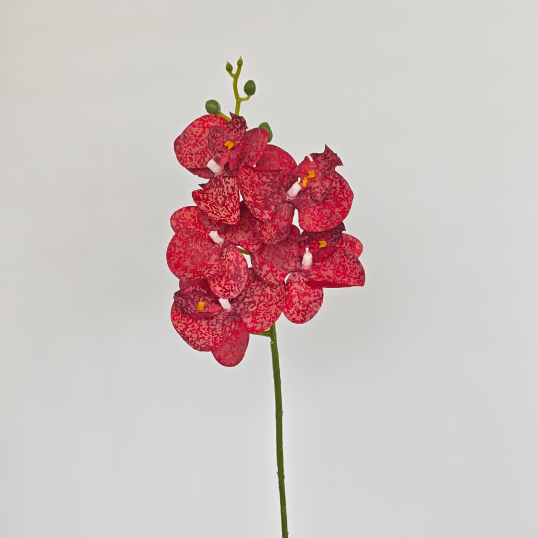 Orchid x 5 (56cm) | Short Flowers