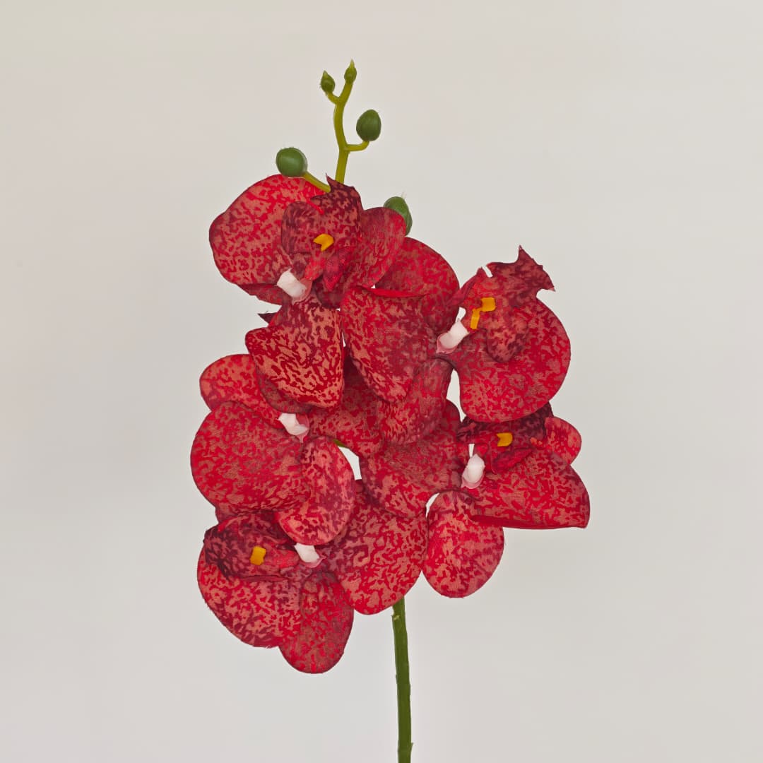 Orchid x 5 (56cm) | Short Flowers