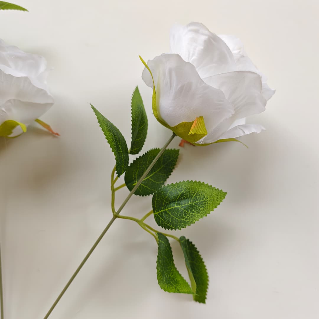 Rose Anna x 7 | Short Flowers