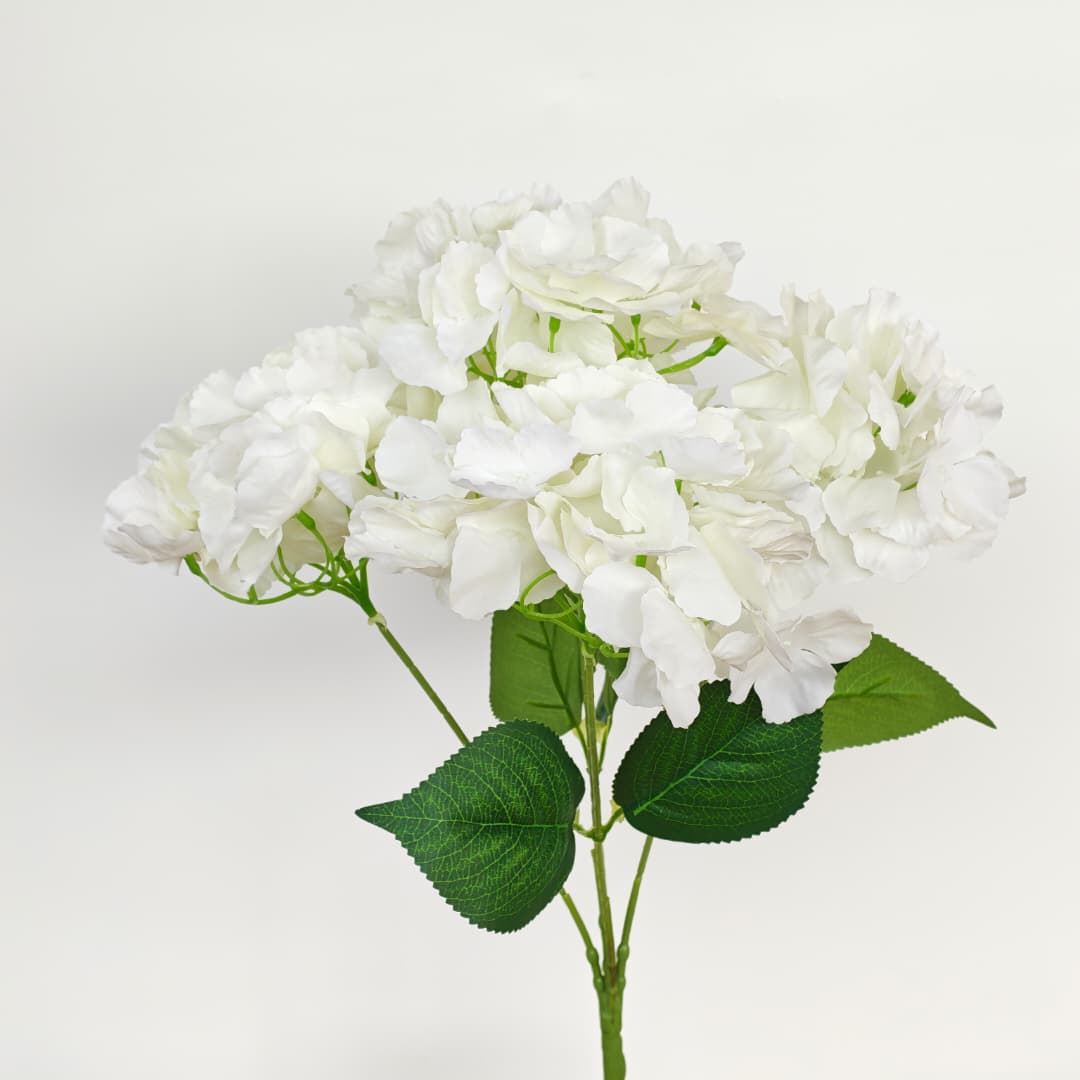 5 Heads Hydrangea  Big 大五叉绣球 | Short Flowers