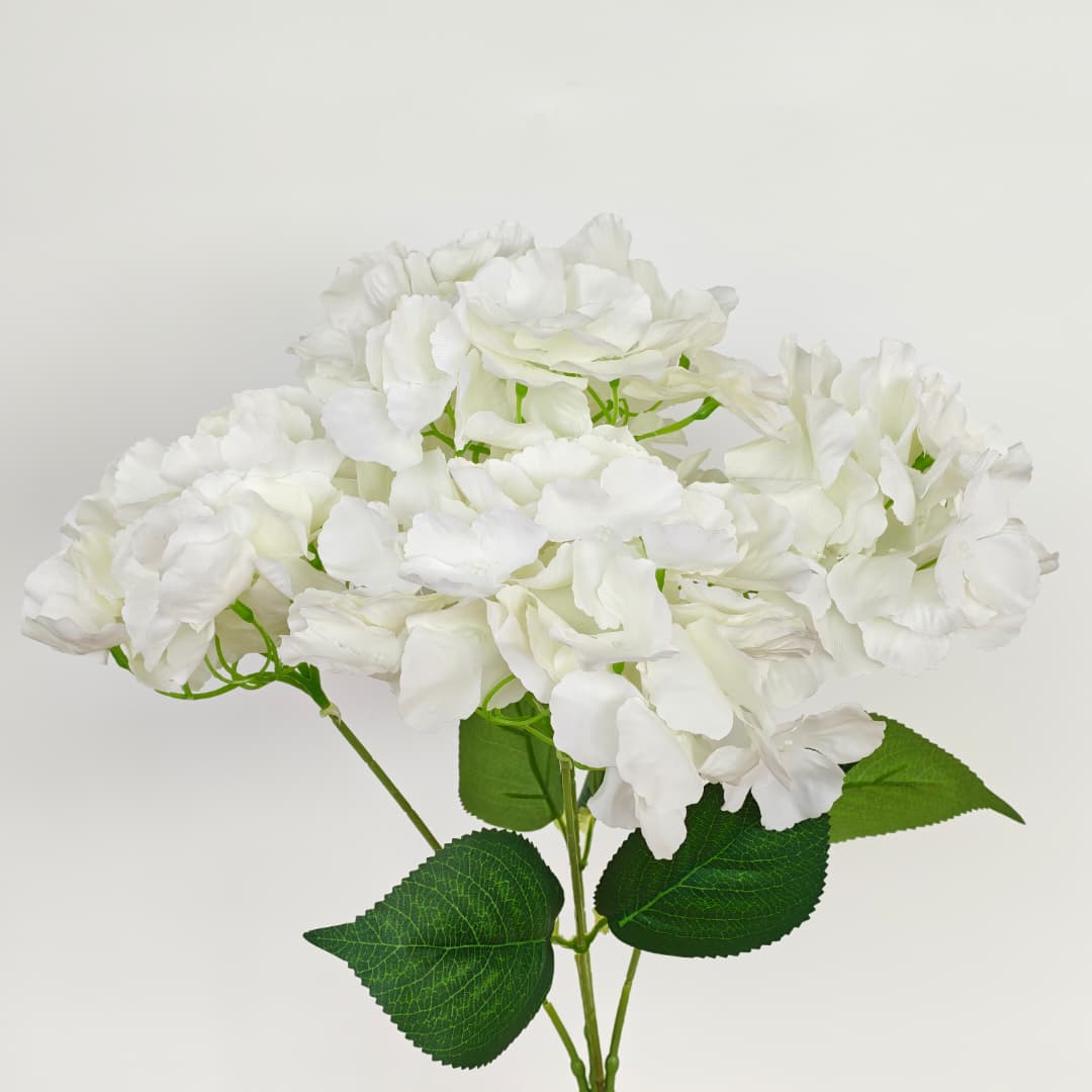 5 Heads Hydrangea  Big 大五叉绣球 | Short Flowers