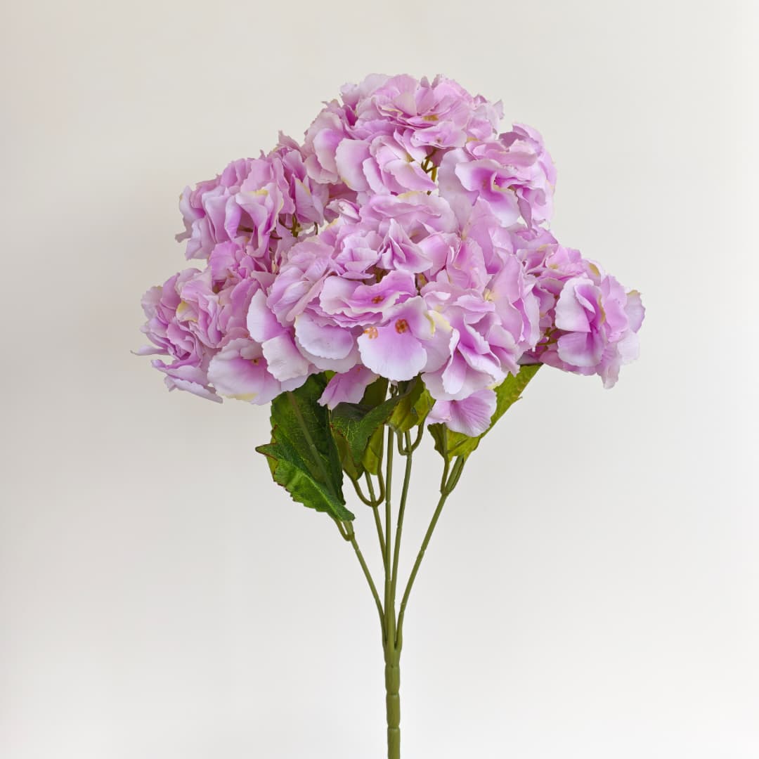 5 Heads Hydrangea  Big 大五叉绣球 | Short Flowers