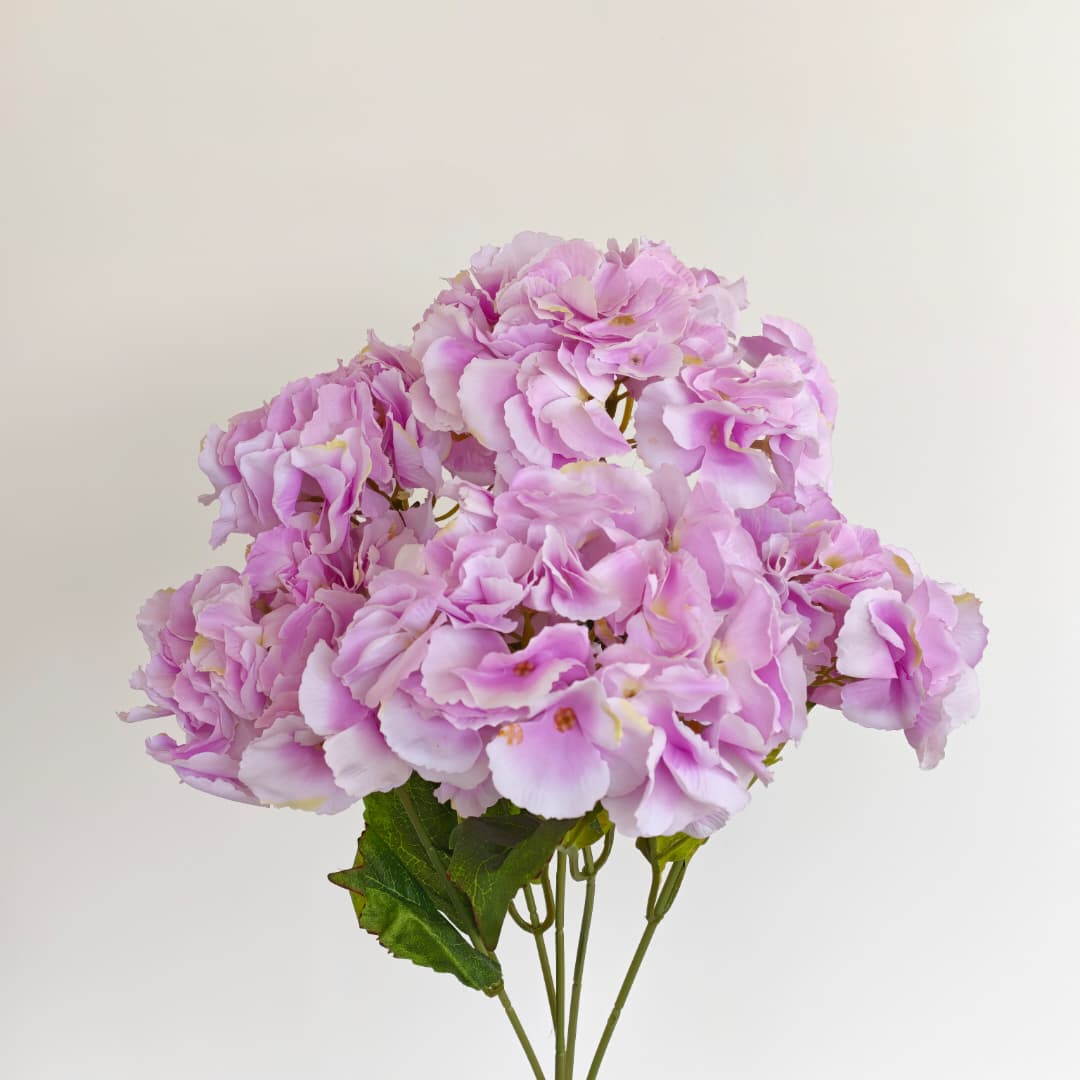 5 Heads Hydrangea  Big 大五叉绣球 | Short Flowers