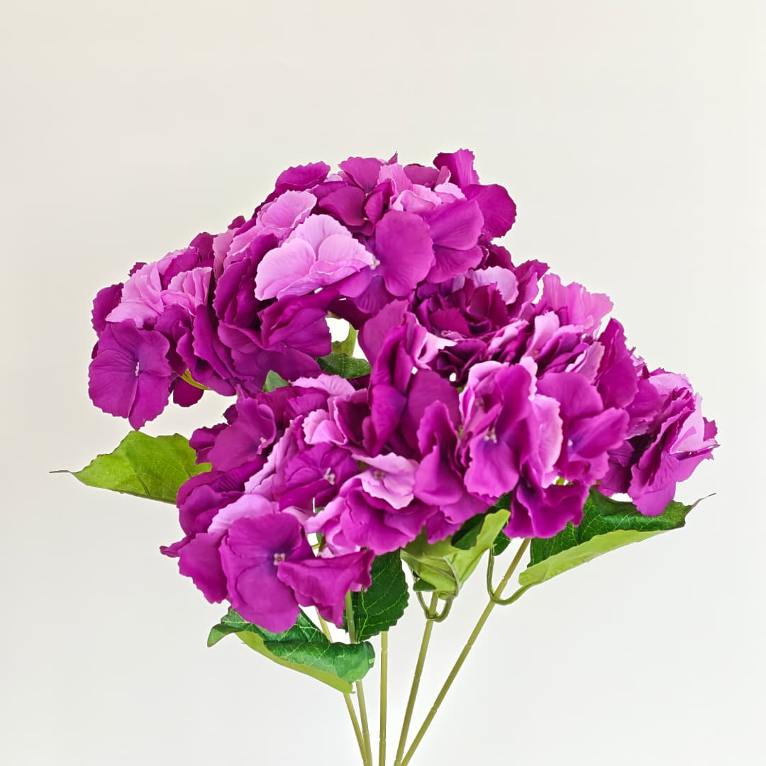 5 Heads Hydrangea  Big 大五叉绣球 | Short Flowers