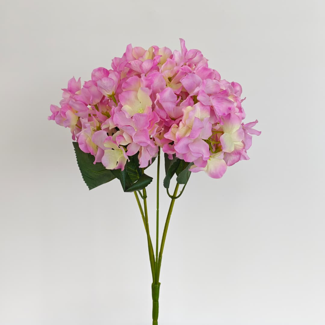 5 Heads Hydrangea  Big 大五叉绣球 | Short Flowers