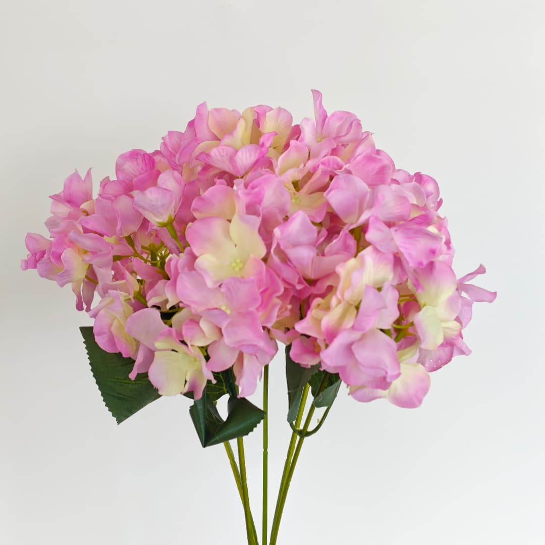 5 Heads Hydrangea  Big 大五叉绣球 | Short Flowers
