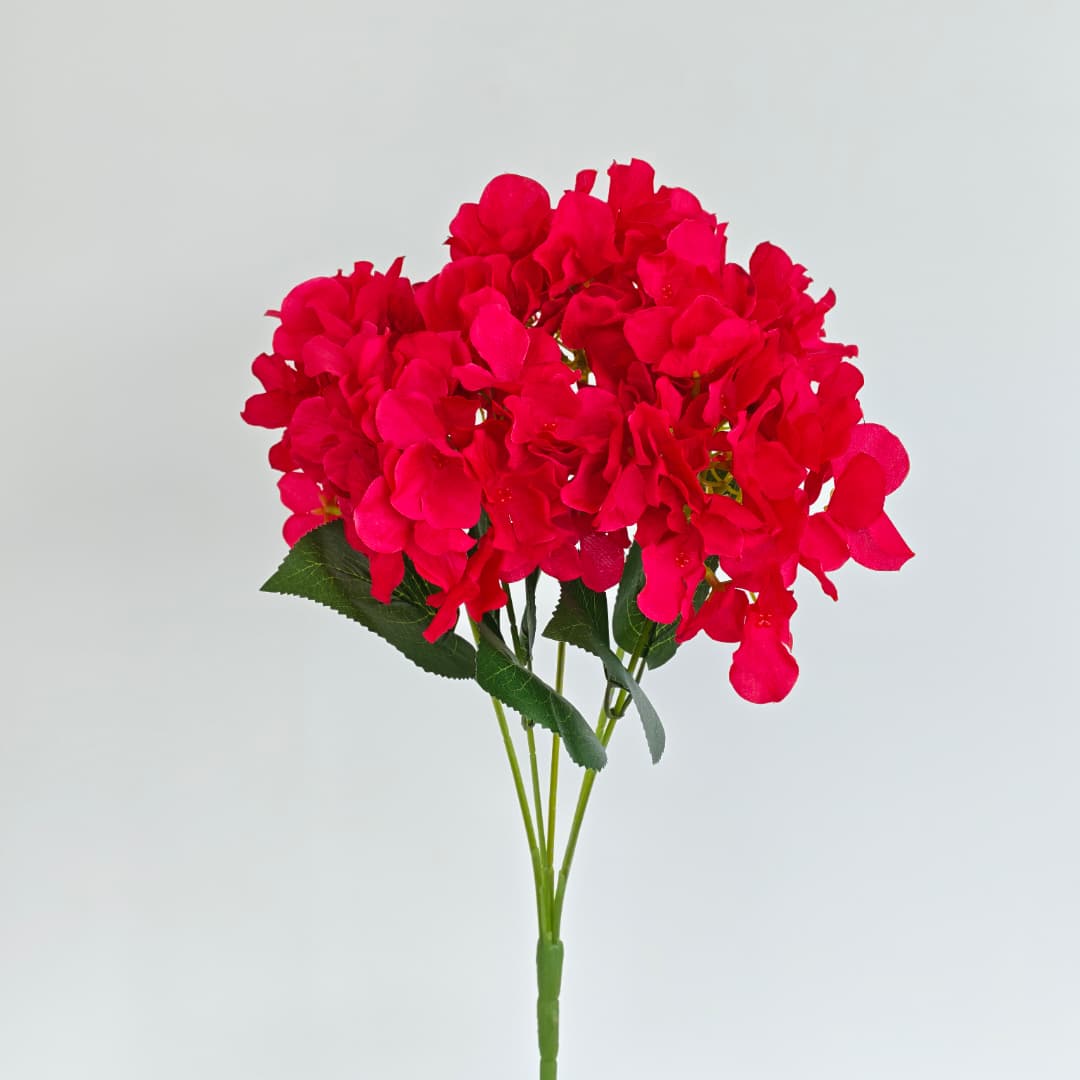 5 Heads Hydrangea  Big 大五叉绣球 | Short Flowers