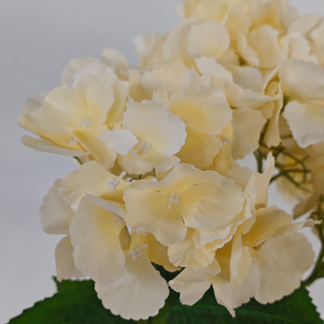 5 Heads Hydrangea Spray Big 大五叉绣球 | Short Flowers