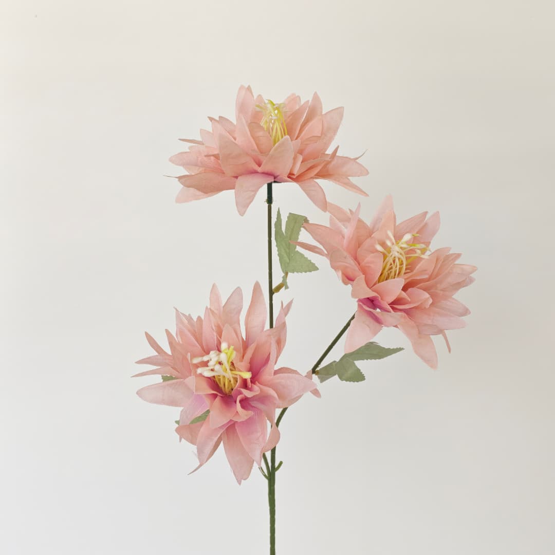 3 Heads Chrysanthemum Morifolium 大爪菊 | Tall Flowers