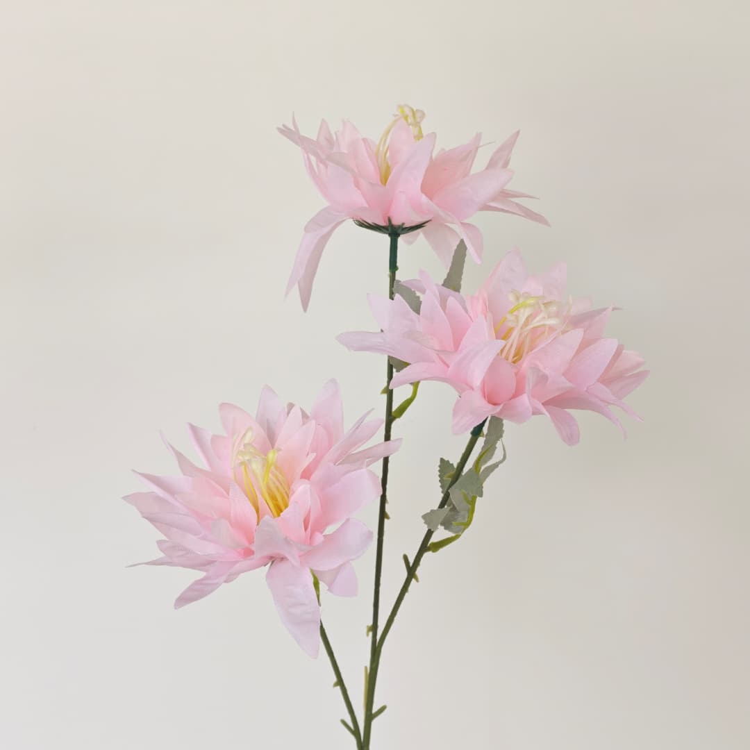 3 Heads Chrysanthemum Morifolium 大爪菊 | Tall Flowers
