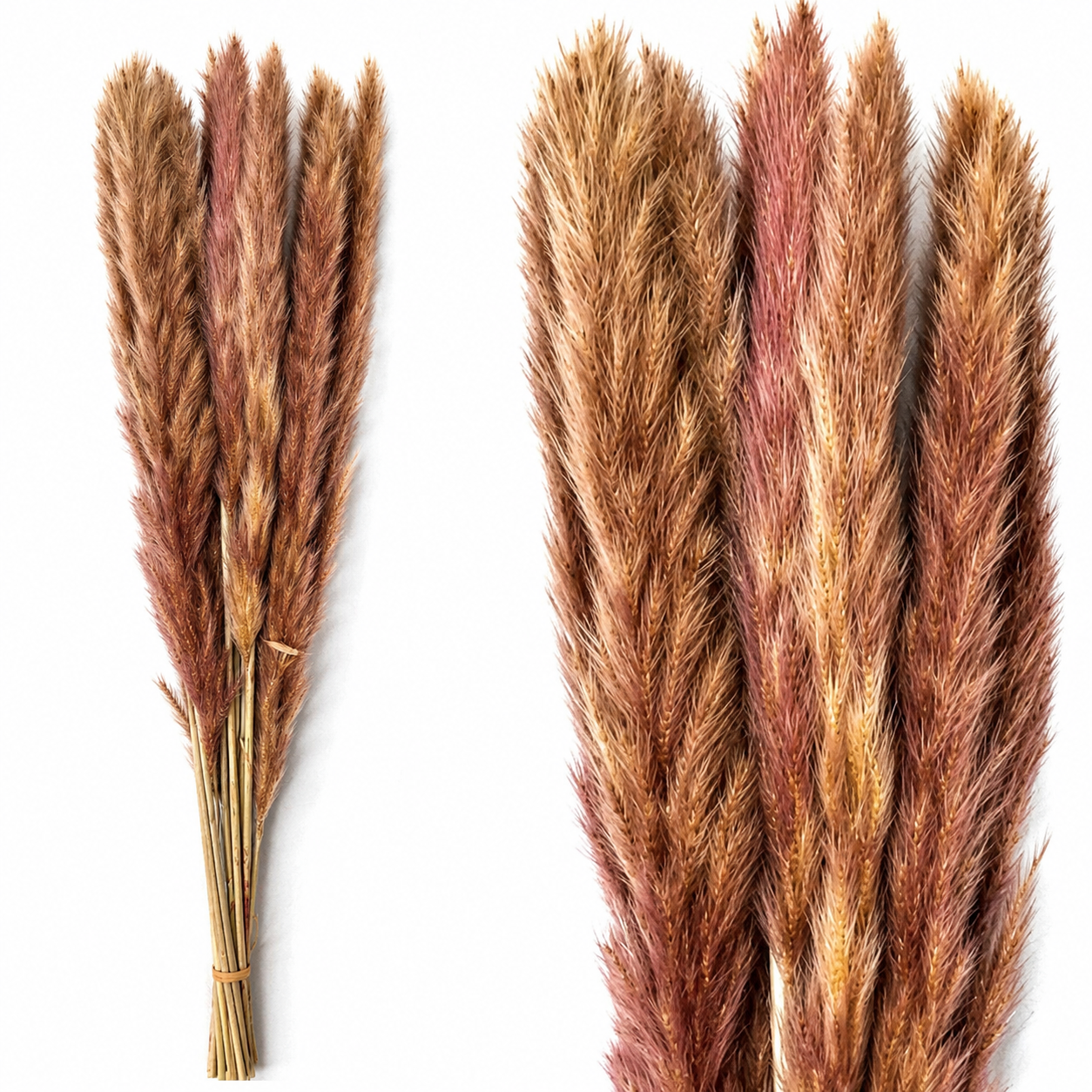 Small Reed Flower 50cm (15Pcs) 小芦苇 原色-Natural | Dried Flowers