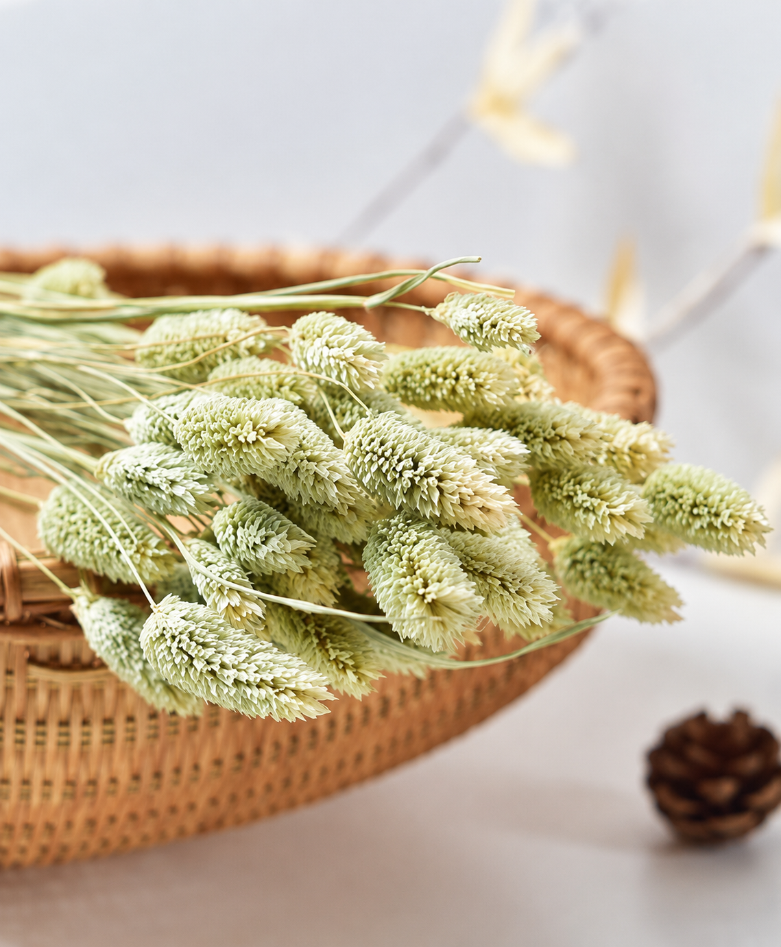 Phalaris (Dried) 宝石草 30Pcs-Natural | Dried Flowers