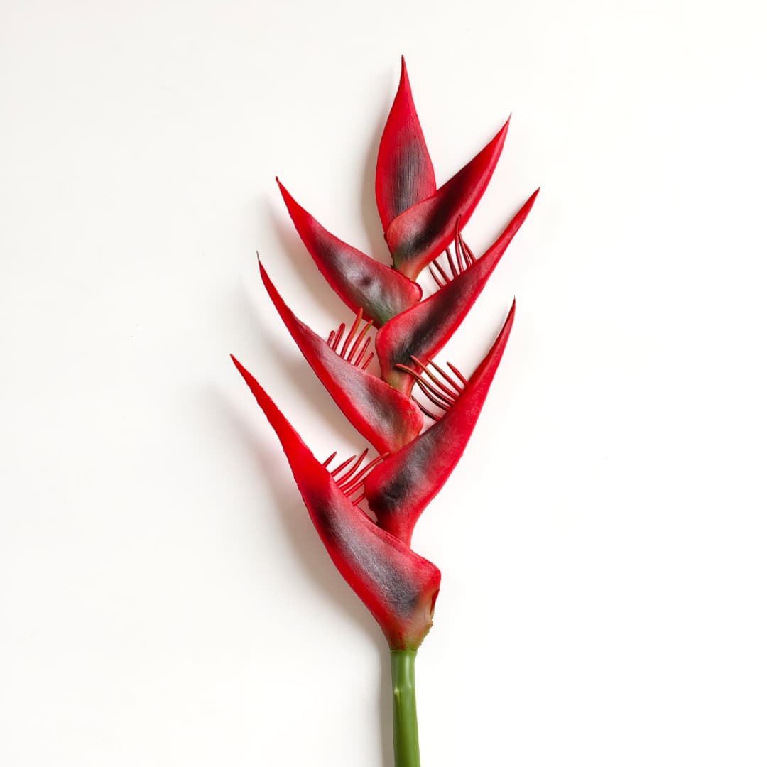 Heliconia Flower (85cm) | Tall Flowers