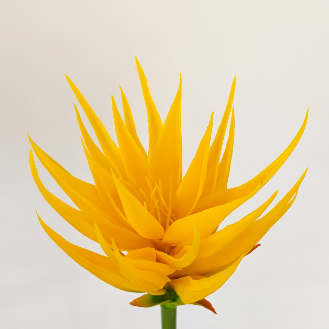 Ginger Flower (87cm) | Tall Flowers