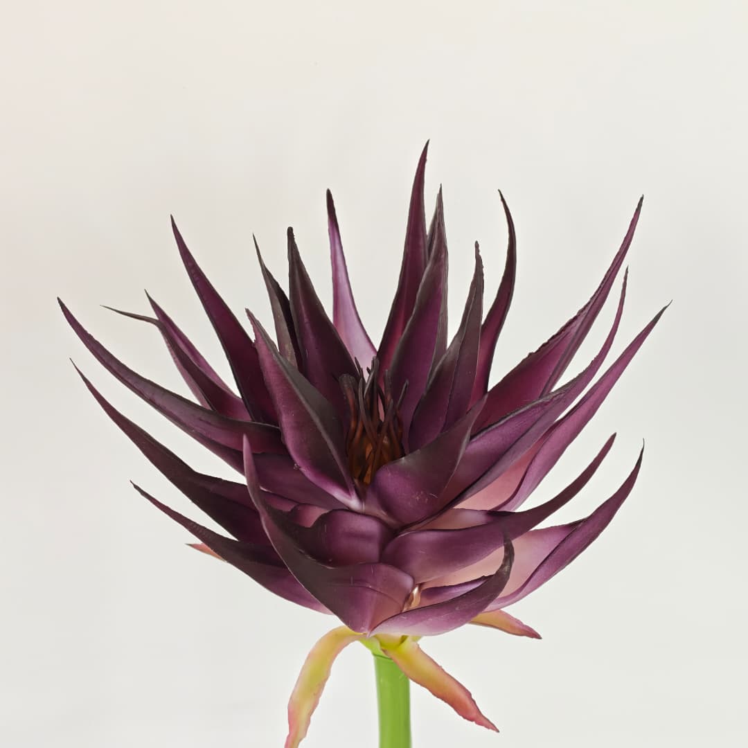 Ginger Flower (87cm) | Tall Flowers