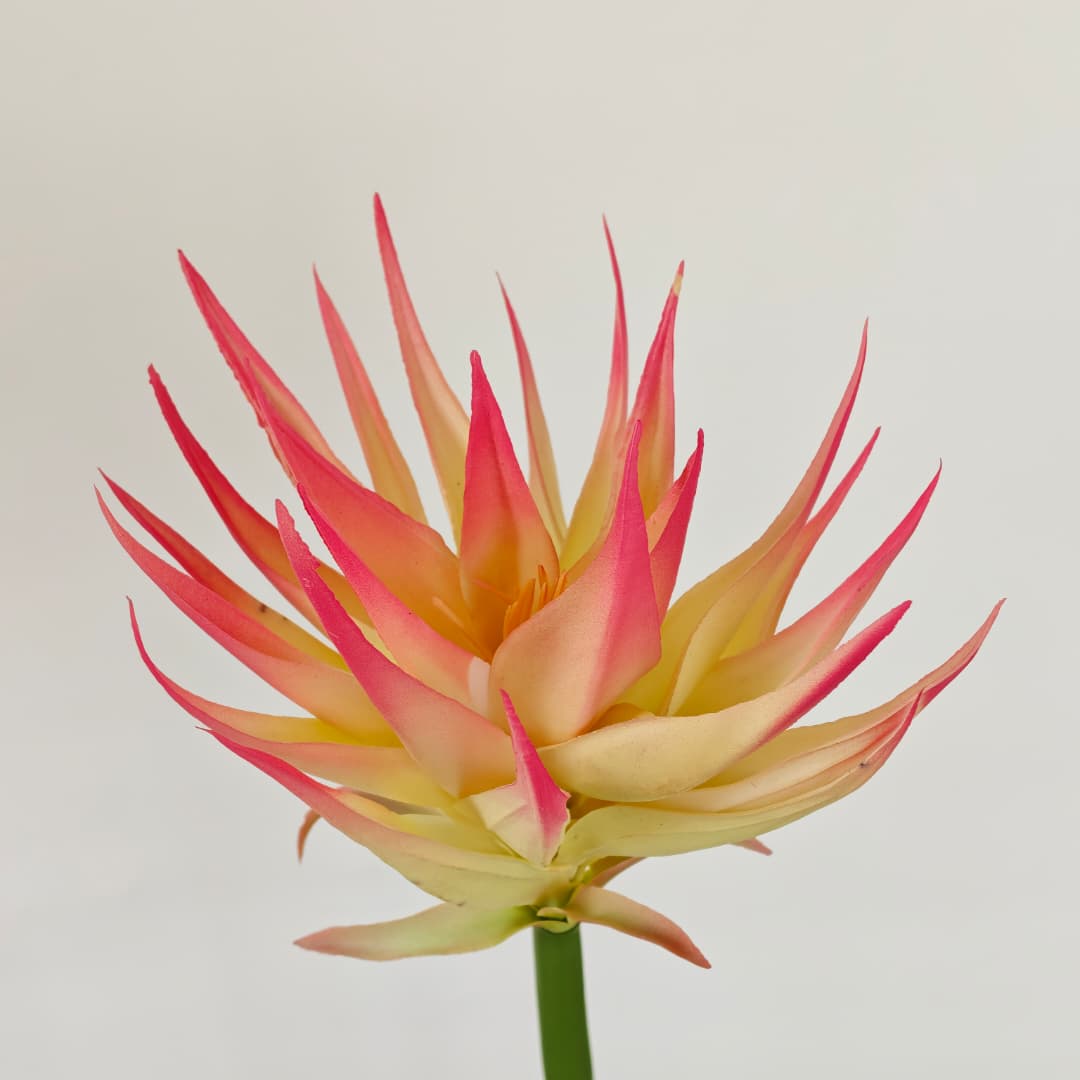 Ginger Flower (87cm) | Tall Flowers