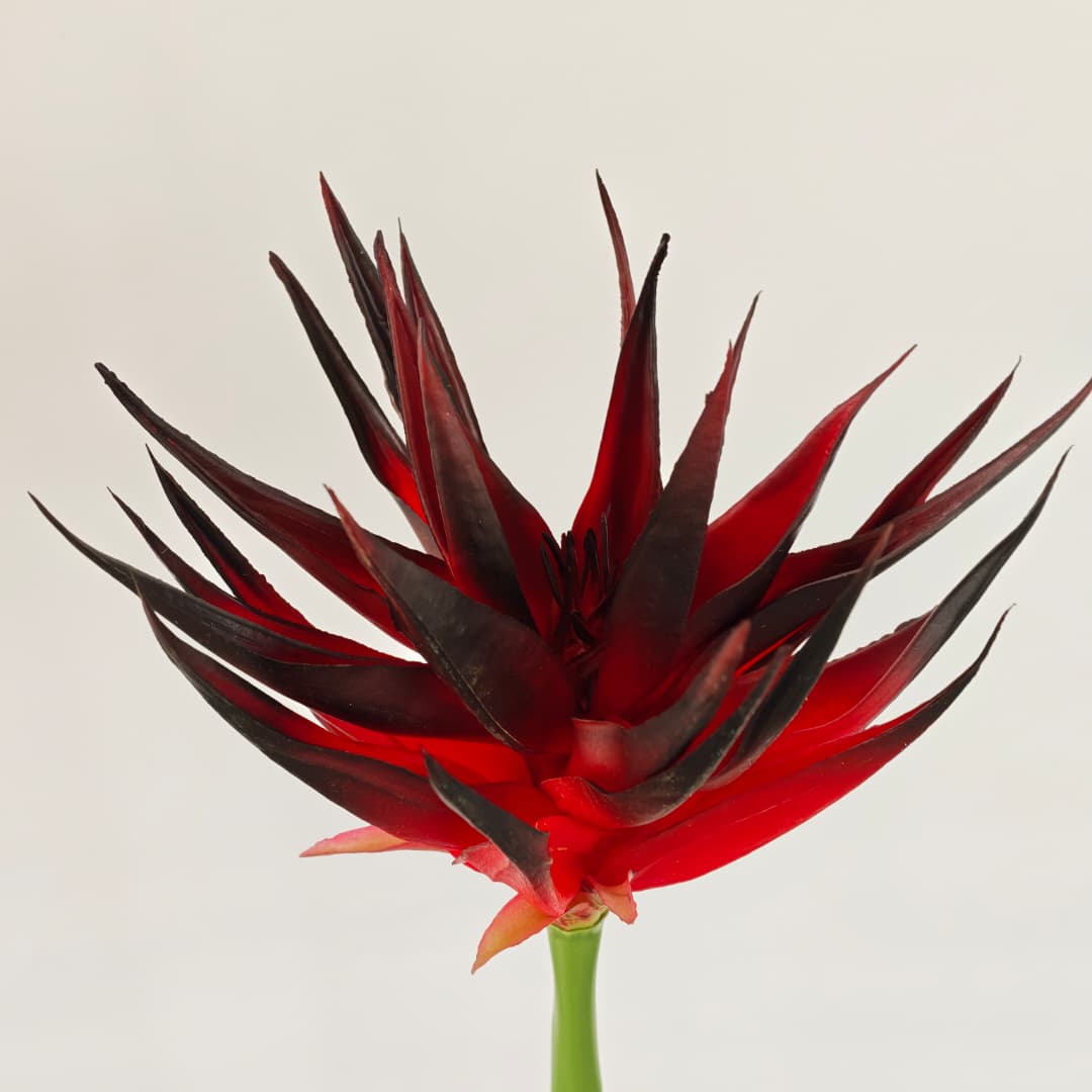 Ginger Flower (87cm) | Tall Flowers