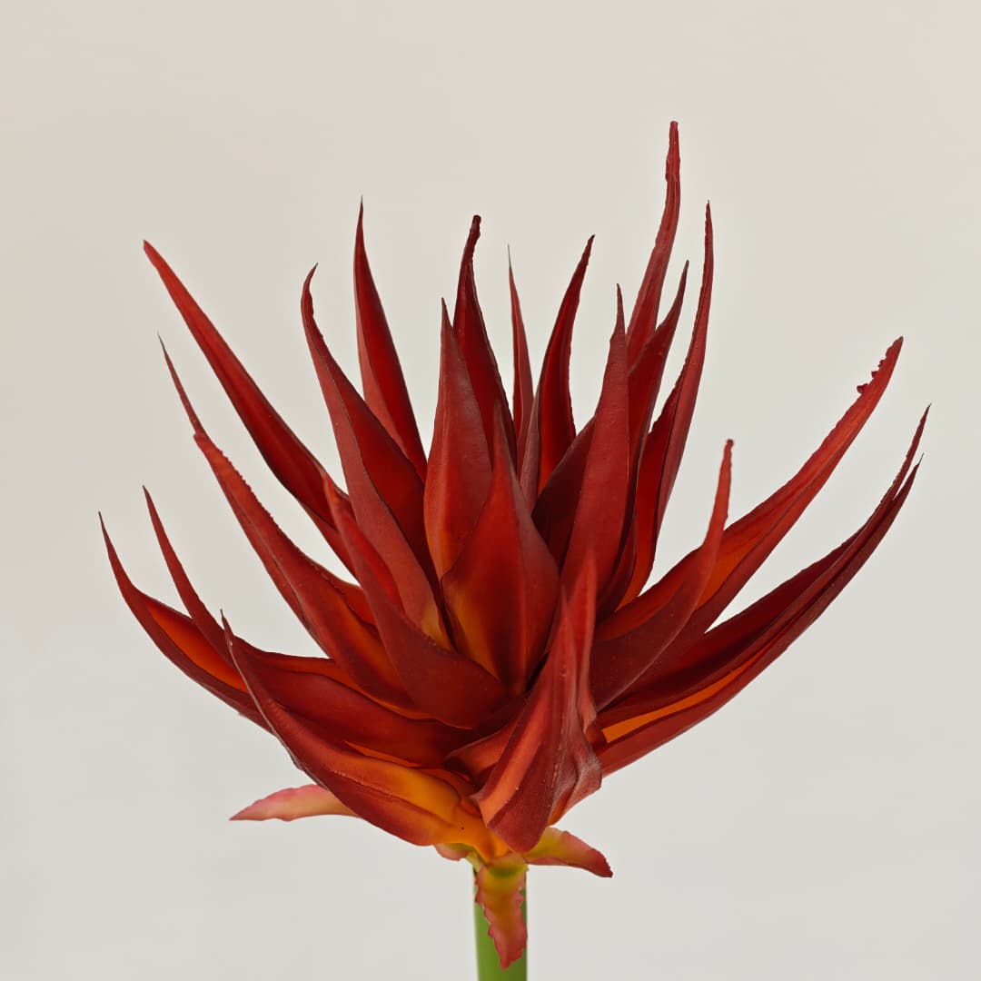 Ginger Flower (87cm) | Tall Flowers